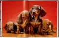 Album Dogs. Walter Chandoha. Photographs 1941–1991