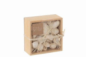 Akcesoria dekoracyjne Muszelki Shells White