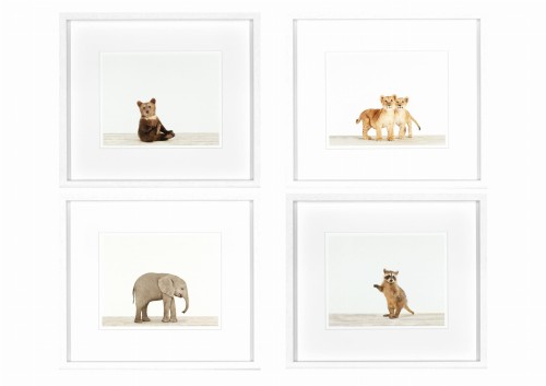 Obrazy zestaw Animal Prints I 35 x 40