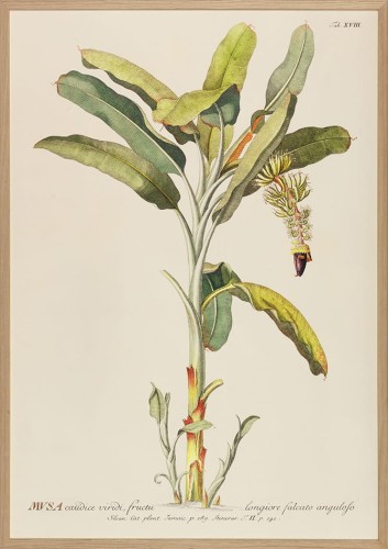 Obraz Go Bananas 75 x 105