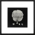 Obraz Black and Tan Corals (Set of 4)