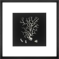 Obraz Black and Tan Corals (Set of 4)