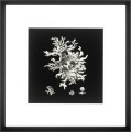 Obraz Black and Tan Corals (Set of 4)
