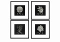 Obraz Black and Tan Corals (Set of 4)