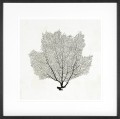 Obraz Sea Fan Sketches (Set of 2)
