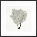 Obraz Sea Fan Sketches (Set of 2)