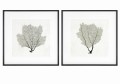 Obraz Sea Fan Sketches (Set of 2)