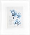 Obraz Blue Marine Algae