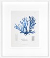 Obraz Blue Marine Algae