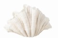 Waza Clam Shell Polyresin Off White