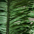 Palma, Palmera plant