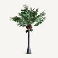 Palma, Palmera plant