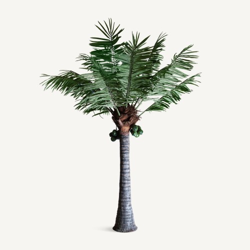 Palma, Palmera plant